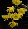 Click image for larger version
Name:	dendrobiumharveyanum_0104.JPG
Views:	90
Size:	51.3 KB
ID:	268