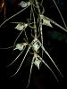 Click image for larger version
Name:	Brassia Datacosa1234.JPG
Views:	81
Size:	46.1 KB
ID:	275