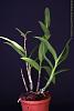 Click image for larger version
Name:	Dendrobium antennatum 009 (2).jpg
Views:	37
Size:	49.6 KB
ID:	941